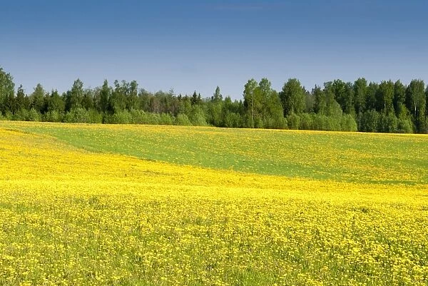 Fields at Varska, Estonia, Baltic States, Europe