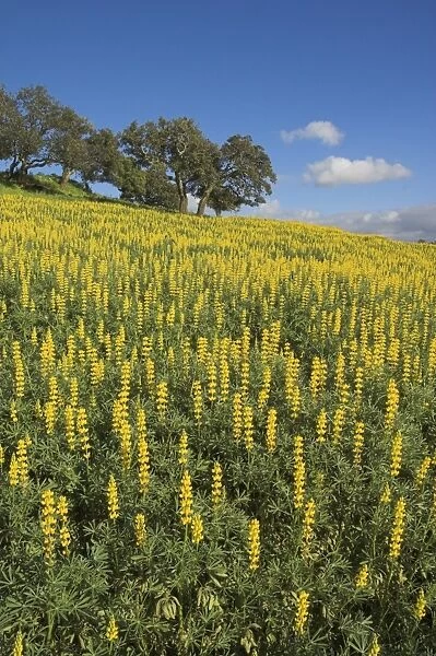 Fields of wild lupins near Cercal