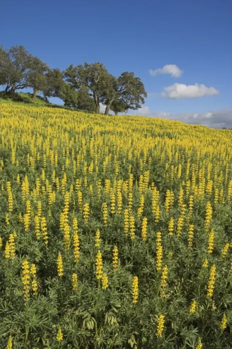 Framed Print : Fields of wild lupins near Cercal Framed Print : Fields of wild lupins near Cercal