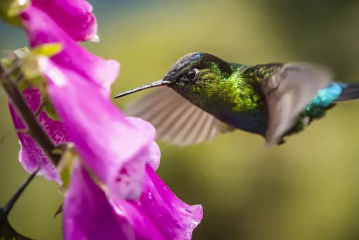 Framed Print : Fiery-throated Hummingbird (Panterpe insignis), San Gerardo de Dota, San Jose Province Framed Print : Fiery-throated Hummingbird (Panterpe insignis), San Gerardo de Dota, San Jose Province