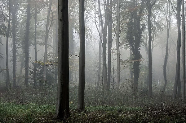 Fifty Acre Wood in mist at dawn, Leigh Woods, Bristol, England, United Kingdom, Europe