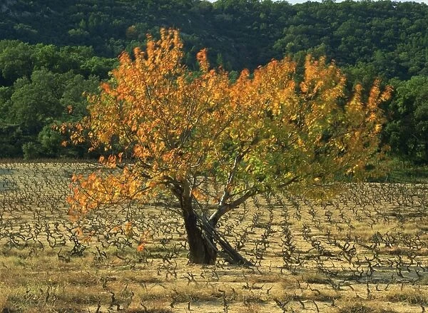 A fig tree in vineyards in autumn in Provence, France, Europe