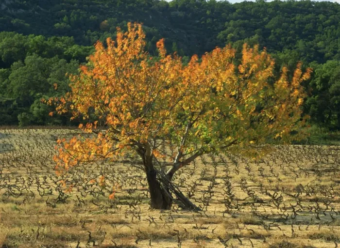 Framed Print : A fig tree in vineyards in autumn in Provence, France, Europe Framed Print : A fig tree in vineyards in autumn in Provence, France, Europe