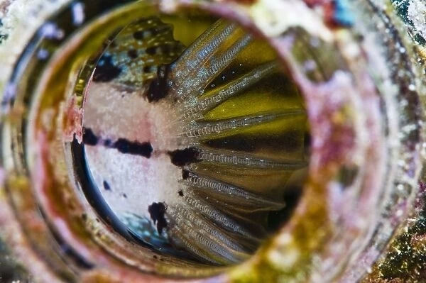 Fin of a shorthead fangblenny (Petroscirtes breviceps), inside a coral encrusted bottle, Philippines, Southeast Asia, Asia