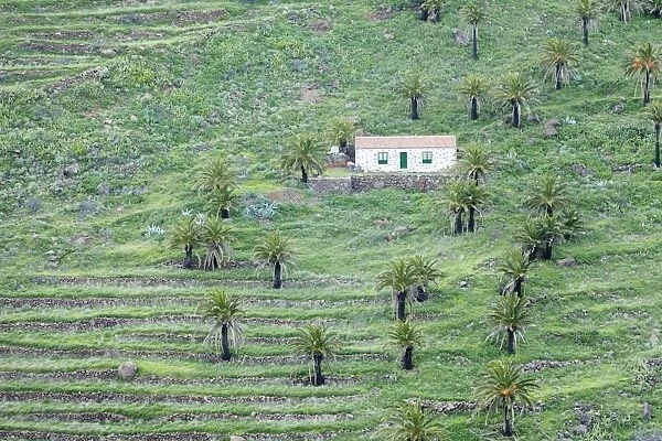 Finca, palm grove, near Alajero, La Gomera, Canary Islands, Spain, Europe