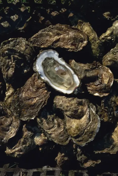 Framed Print : Fines de claires oysters from the Ors channel, Oleron Island, Charente-Maritime Framed Print : Fines de claires oysters from the Ors channel, Oleron Island, Charente-Maritime