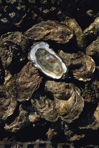 Fines de claires oysters from the Ors channel, Oleron Island, Charente-Maritime