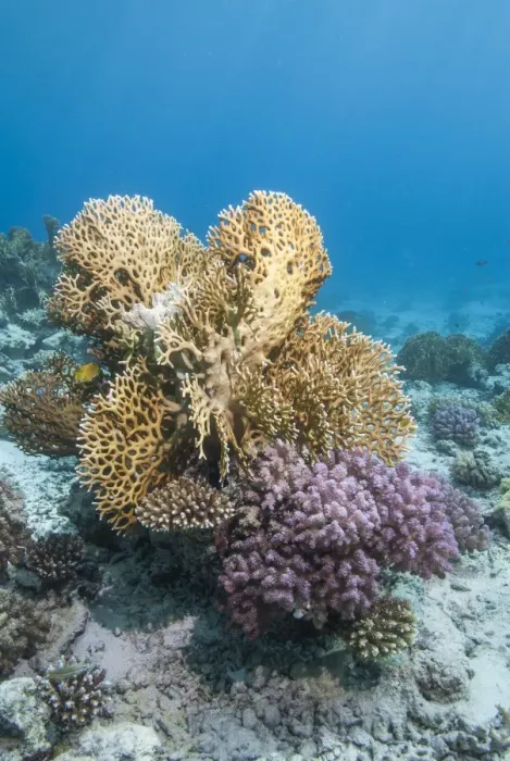 Framed Print : Fire coral and hard coral reef, Ras Mohammed National Park, off Sharm el Sheikh, Sinai, Egypt, Red Sea, Egypt, North Africa, Africa