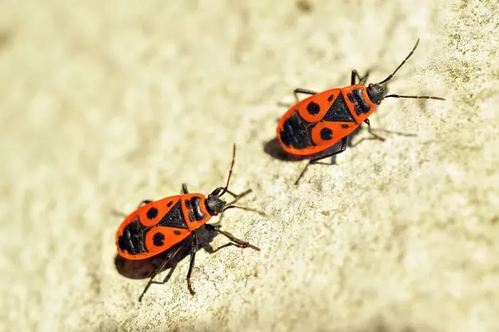 Framed Print : Firebug (Pyrrhocoris apterus), France, Europe Framed Print : Firebug (Pyrrhocoris apterus), France, Europe