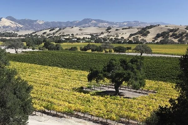 Firestone Winery vineyards, near Los Olivos, Santa Ynez Valley, Santa Barbara County, California, United States of America, North America