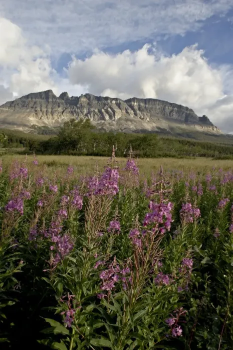 Framed Print : Fireweed (Chamerion angustifolium), Glacier National Park, Montana, United States of America Framed Print : Fireweed (Chamerion angustifolium), Glacier National Park, Montana, United States of America