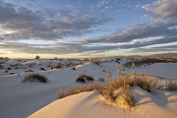First light on a cluster of yucca among the dunes, White Sands National Monument, New Mexico, United States of America, North America