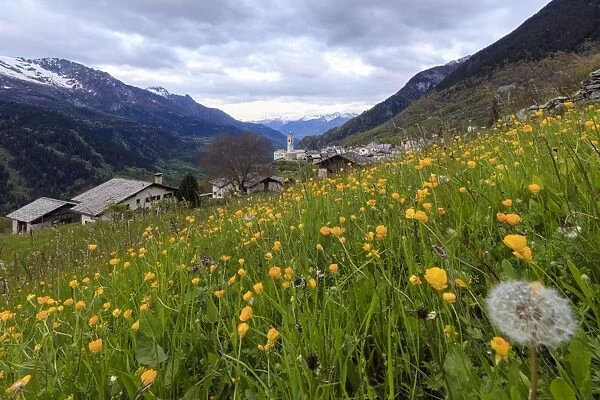 First lights of dawn on meadows of yellow flowers, Soglio, Maloja, Bregaglia Valley