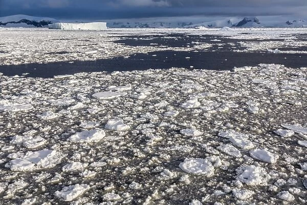 First year sea ice and brash ice near Petermann Island, western side of the Antarctic Peninsula, Southern Ocean, Polar Regions