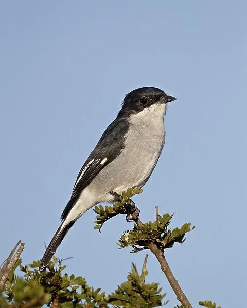 Fiscal flycatcher (Sigelus silens), Addo Elephant National Park, South Africa, Africa