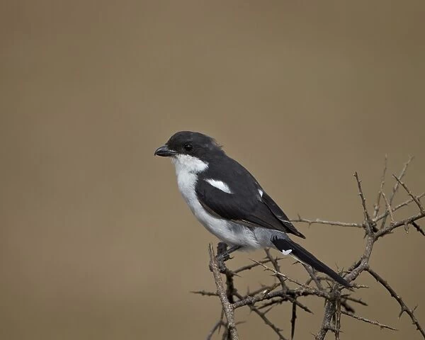 Fiscal shrike (common fiscal) (Lanius collaris), Addo Elephant National Park, South Africa, Africa, Africa