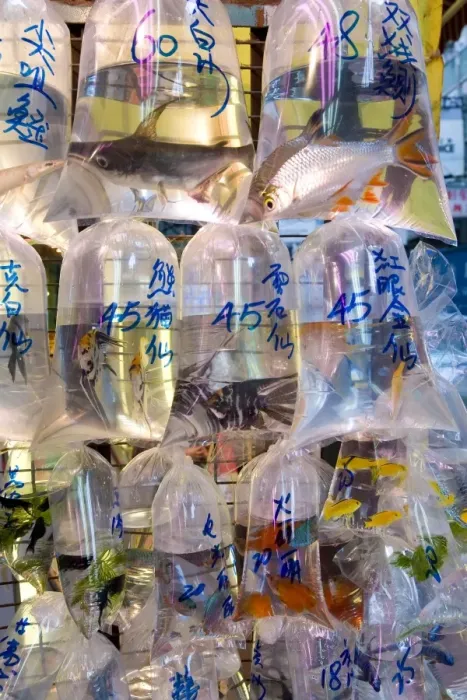 Framed Print : Fish in bags in Tung Choi Street, a street full of shops selling tropical fish Framed Print : Fish in bags in Tung Choi Street, a street full of shops selling tropical fish