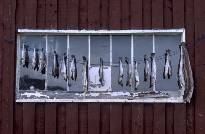Framed Print : Fish drying Framed Print : Fish drying