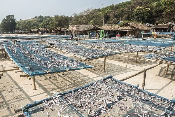 Fish drying in the fishing village at Tizit Beach, Dawei Peninsula, Tanintharyi Region
