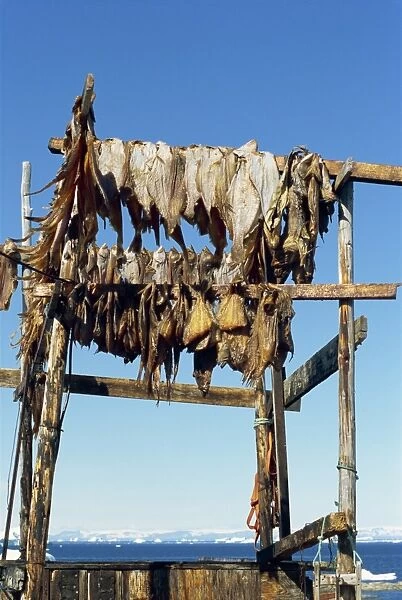 Fish drying for huskies to eat in winter
