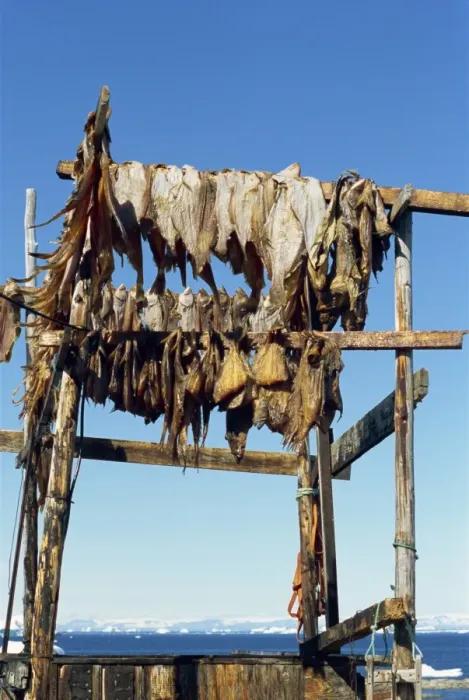 Framed Print : Fish drying for huskies to eat in winter Framed Print : Fish drying for huskies to eat in winter