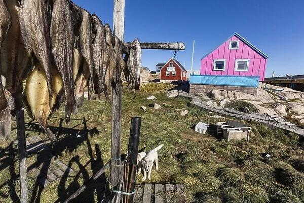 Fish drying on racks in the town of Ilulissat, Greenland, Polar Regions