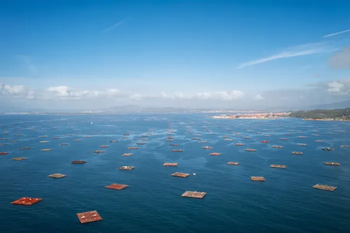 Framed Print : Fish farm, drone panorama view, in the Atlantic Ocean, Arousa Island, Galicia, Spain Framed Print : Fish farm, drone panorama view, in the Atlantic Ocean, Arousa Island, Galicia, Spain
