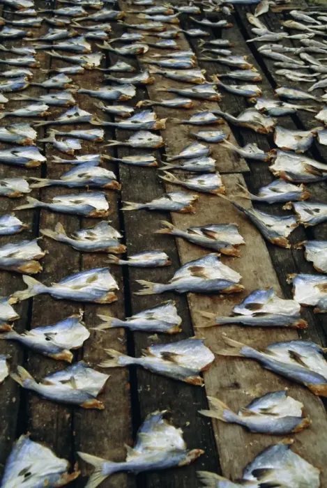 Framed Print : Fish filleted and left to dry in the sun Framed Print : Fish filleted and left to dry in the sun