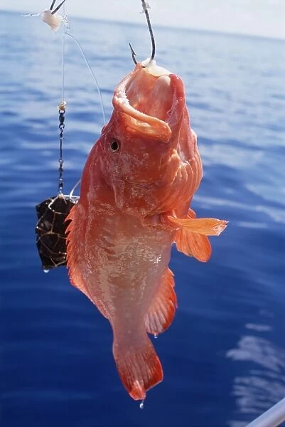 Fish hanging from hook