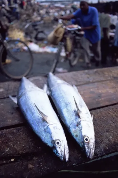 Framed Print : Two fish for sale at the daily morning fish market, Stone Town, island of Zanzibar Framed Print : Two fish for sale at the daily morning fish market, Stone Town, island of Zanzibar