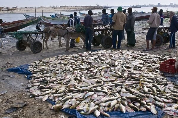 Fish for sale laid out on the ground at the fish market, Nouadhibou, Mauritania, Africa