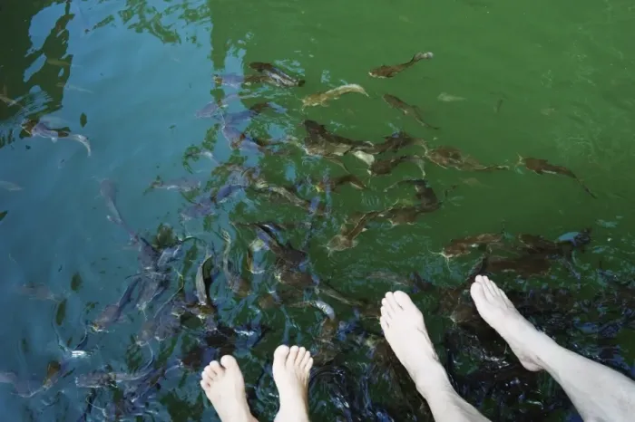 Framed Print : Fish therapy, Langkawi Island, Kedah State, Malaysia, Southeast Asia, Asia