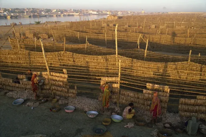 Framed Print : Fish used for Bombay duck drying in the sun, Gujarat state, India, Asia Framed Print : Fish used for Bombay duck drying in the sun, Gujarat state, India, Asia