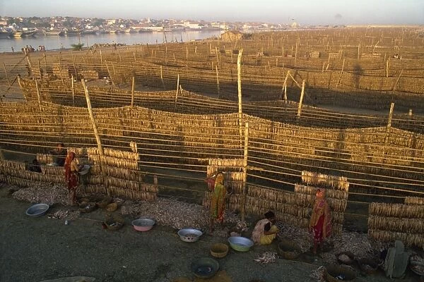 Fish used for Bombay duck drying in the sun, Gujarat state, India, Asia