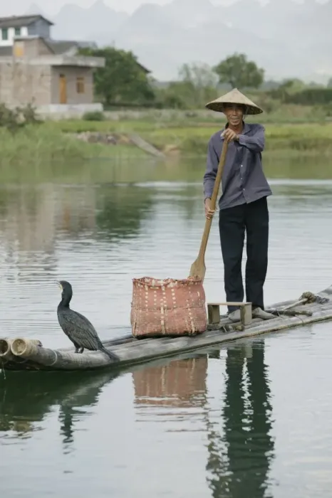Framed Print : Fisherman with cormorant, Yangshuo, Li River, Guangxi Province, China, Asia Framed Print : Fisherman with cormorant, Yangshuo, Li River, Guangxi Province, China, Asia