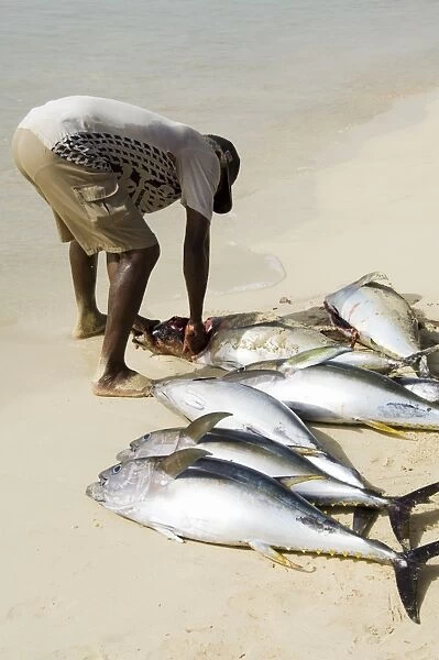 Fisherman gutting catch on beach at Santa Maria on the island of Sal (Salt)
