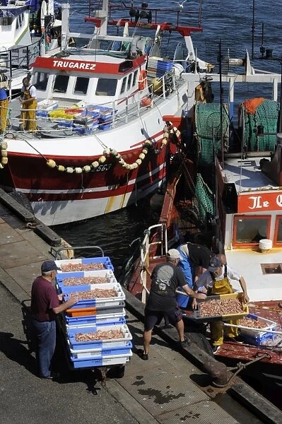 Fishermen unloading their catch, Guilvinec, Finistere, Brittany, France, Europe