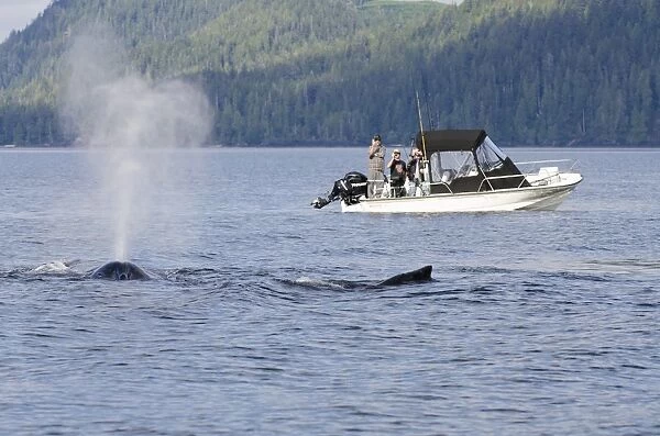 Fishermen watching humpback whales in Quatsino Sound, Port Alice, Vancouver Island, British Columbia, Canada, North America