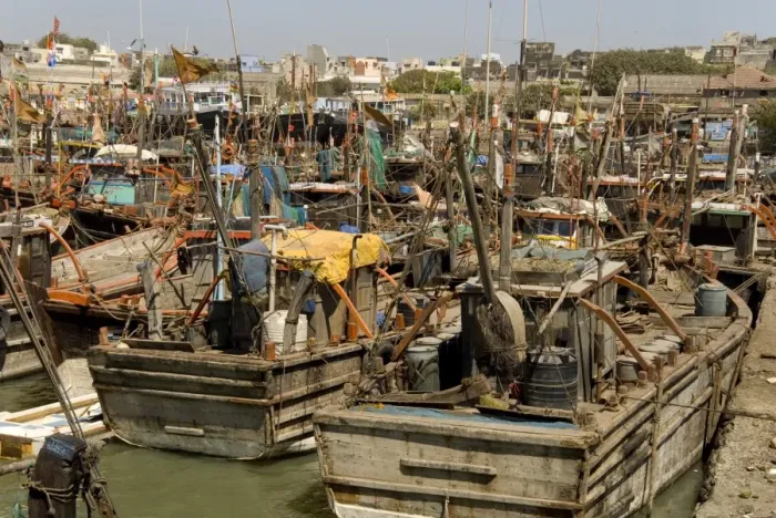 Framed Print : Fishing boat harbour, Porbander, Gujarat, India, Asia Framed Print : Fishing boat harbour, Porbander, Gujarat, India, Asia