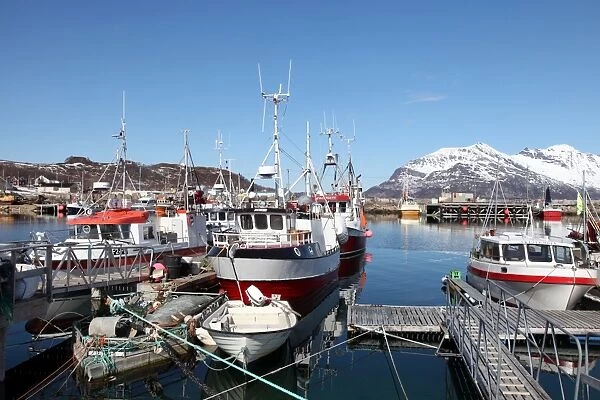 Fishing boats in Tomvik harbour, Kvaloya (Whale Island), Troms, Arctic Norway, Scandinavia, Europe