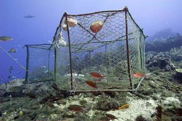 Fishing cage in Dominica, West Indies, Caribbean, Central America