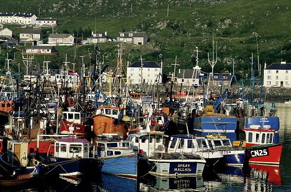 Fishing fleet in harbour