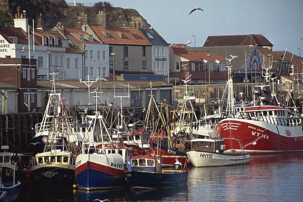 Fishing fleet in harbour, Whitby, North Yorkshire, England, United Kingdom, Europe