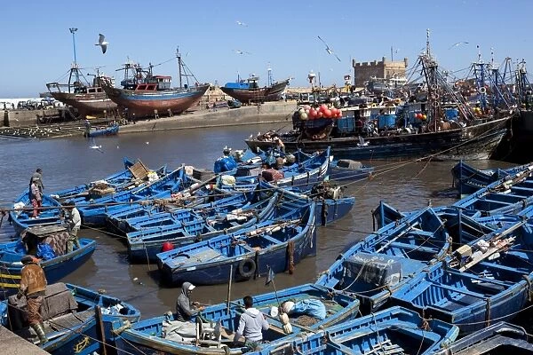 Fishing port with traditional boats in front of the old fort, Essaouira, Atlantic coast, Morocco, North Africa, Africa