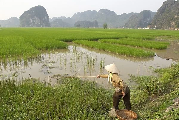 Fishing in the rice fields, Tam Coc, Ninh Binh area, Vietnam, Indochina, Southeast Asia, Asia