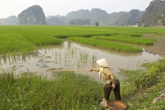 Framed Print : Fishing in the rice fields, Tam Coc, Ninh Binh area, Vietnam, Indochina, Southeast Asia, Asia Framed Print : Fishing in the rice fields, Tam Coc, Ninh Binh area, Vietnam, Indochina, Southeast Asia, Asia