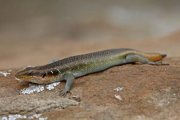 Five-lined Mabuya (Rainbow Skink) (Trachylepis quinquetaeniata) (Mabuya quinquetaeniata margaritifer), Hluhluwe Game Reserve, South