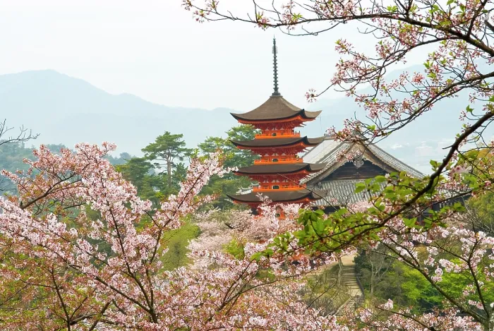 Framed Print : Five-Tiered Pagoda surrounded by cherry blossoms, Miyajima island, off Hiroshima, Japan Framed Print : Five-Tiered Pagoda surrounded by cherry blossoms, Miyajima island, off Hiroshima, Japan