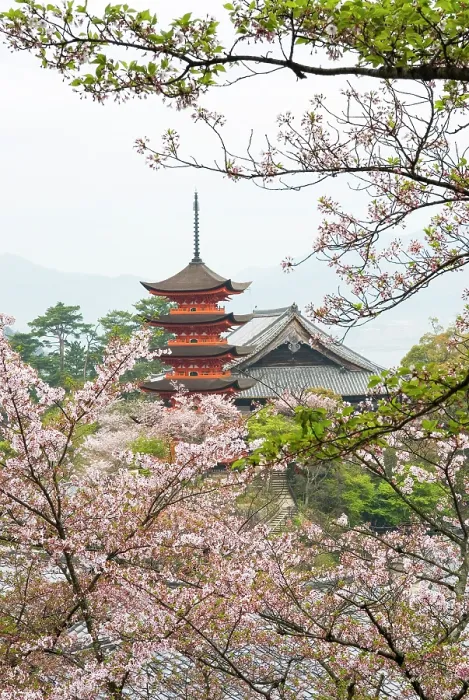 Framed Print : Five-Tiered Pagoda surrounded by cherry blossoms, Miyajima island, off Hiroshima, Japan Framed Print : Five-Tiered Pagoda surrounded by cherry blossoms, Miyajima island, off Hiroshima, Japan