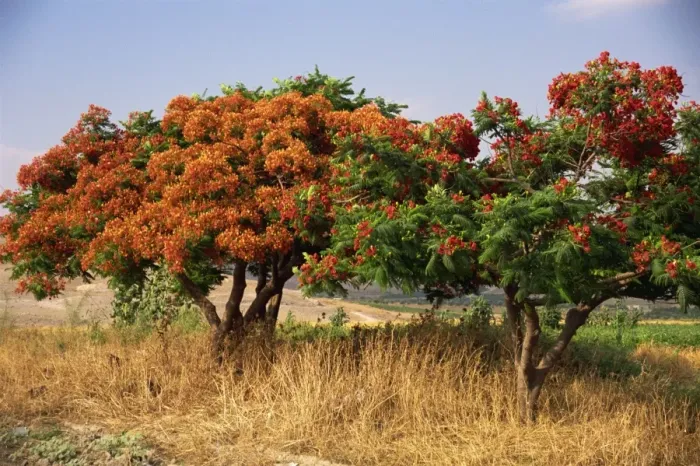 Framed Print : Flame tree, Jordan, Middle East Framed Print : Flame tree, Jordan, Middle East